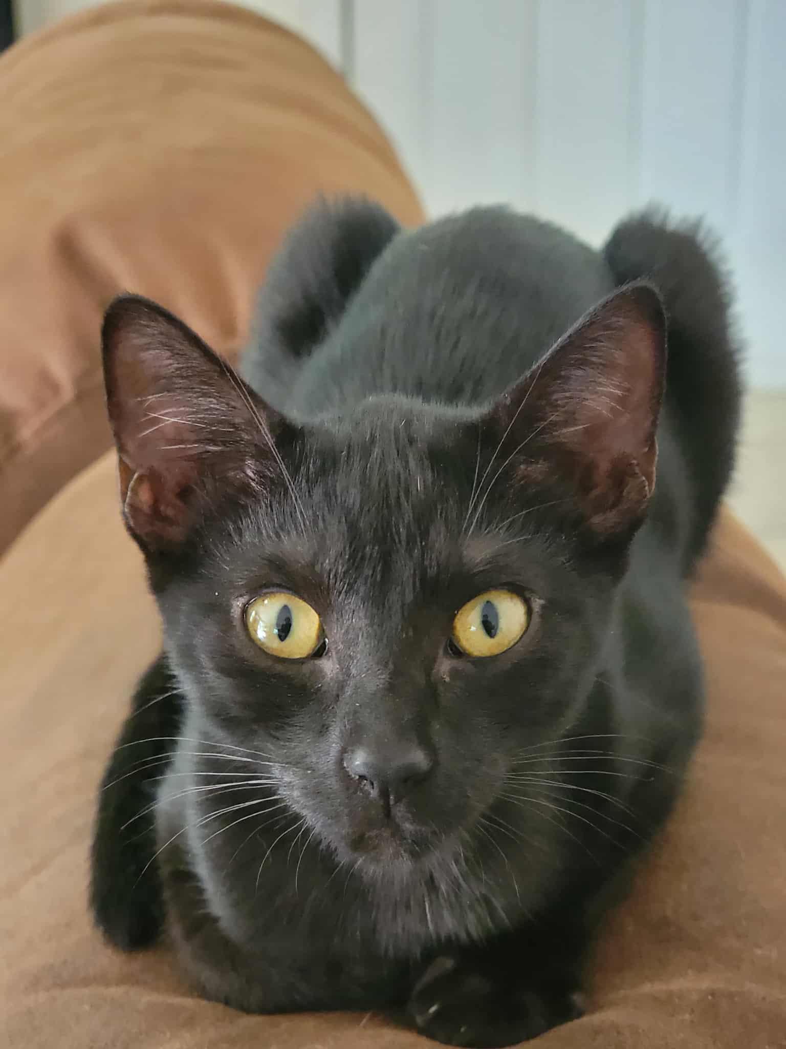 Bagheera - Domestic Short Hair
