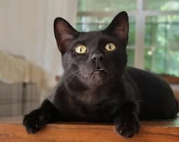 Bagheera image 2