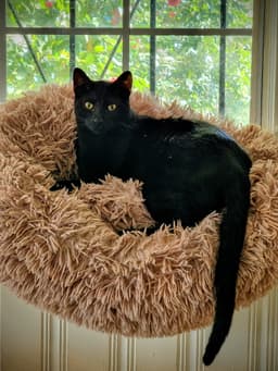 Bagheera image 4