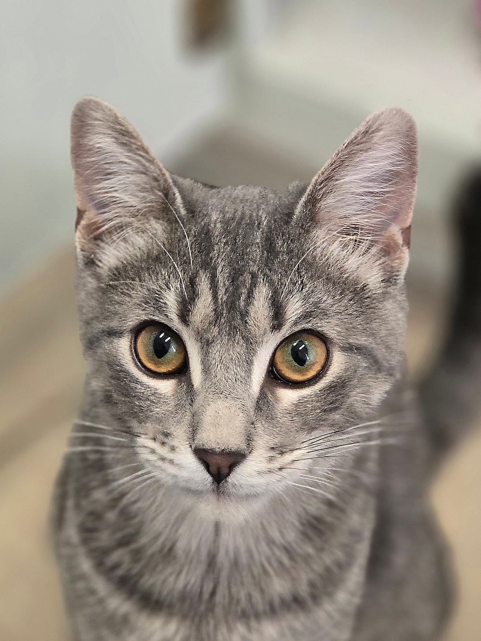 Kitaro - Tabby