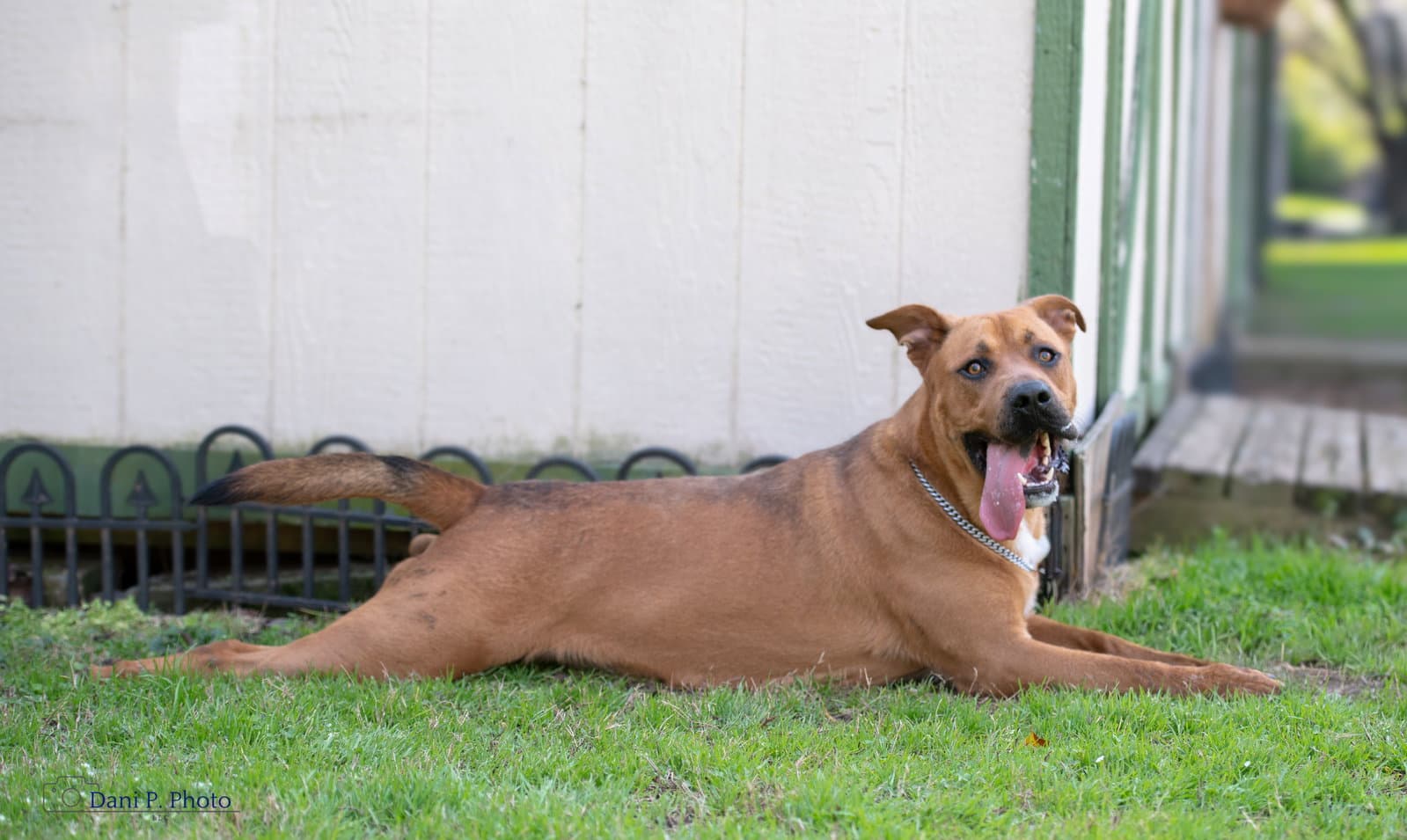 Brother - Cchs - German Shepherd Dog