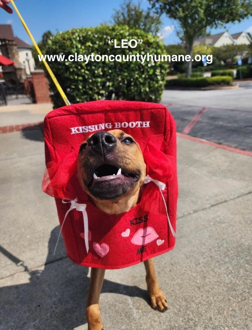 Leo Cchs - American Pit Bull Terrier