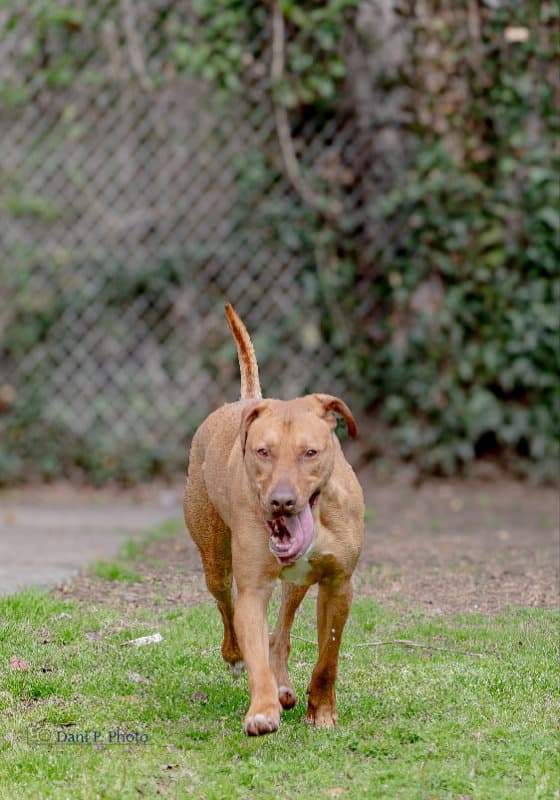 River - Cchs - Doberman Pinscher