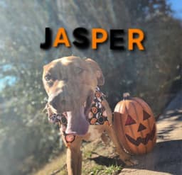 Jasper - Cchs image 4