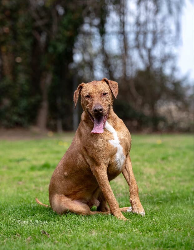 Jasper - Cchs - Doberman Pinscher