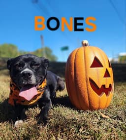 Bones - Cchs image 4