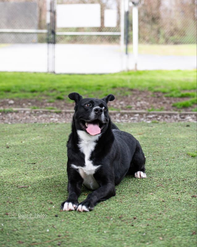 Bones - Cchs - Siberian Husky