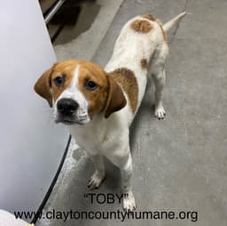Toby - Cchs image 3