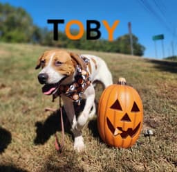 Toby - Cchs image 1