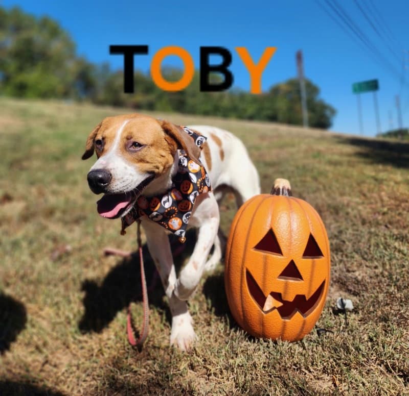 Toby - Cchs - Great Pyrenees