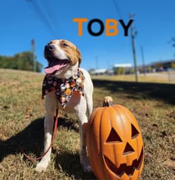 Toby - Cchs image 4