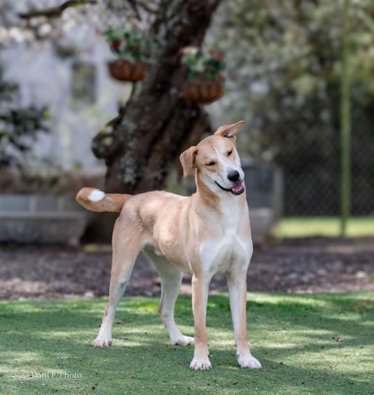Bunny - Cchs - Labrador Retriever