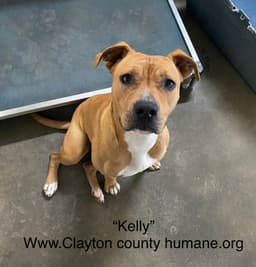 Kelly - Cchs image 3