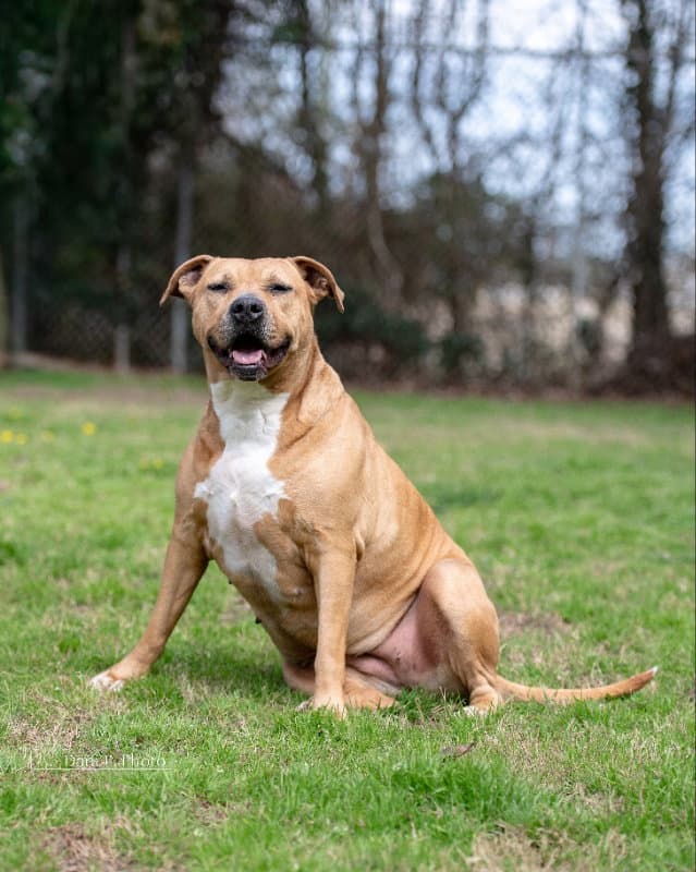Kelly - Cchs - American Bulldog