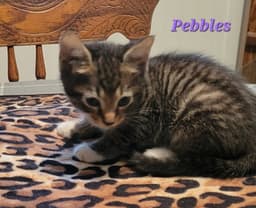 Pebbles - Cp image 2