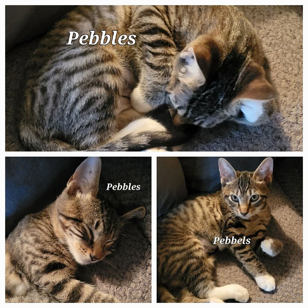 Pebbles - Cp - Tabby