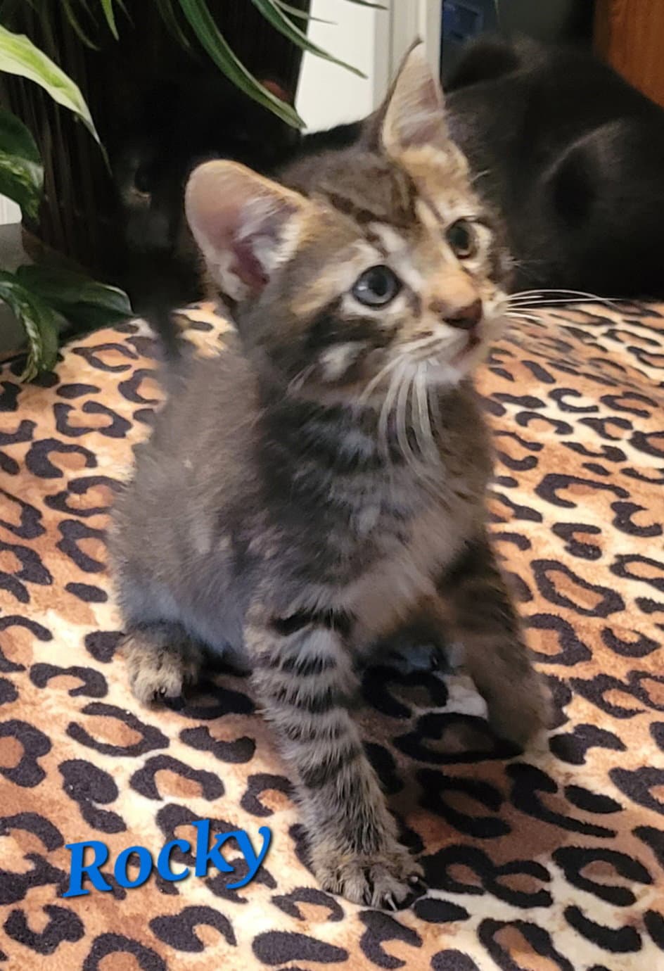 Rocky - Cp - Tabby