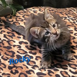 Rocky - Cp image 2