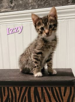 Izzy - Cp image 2