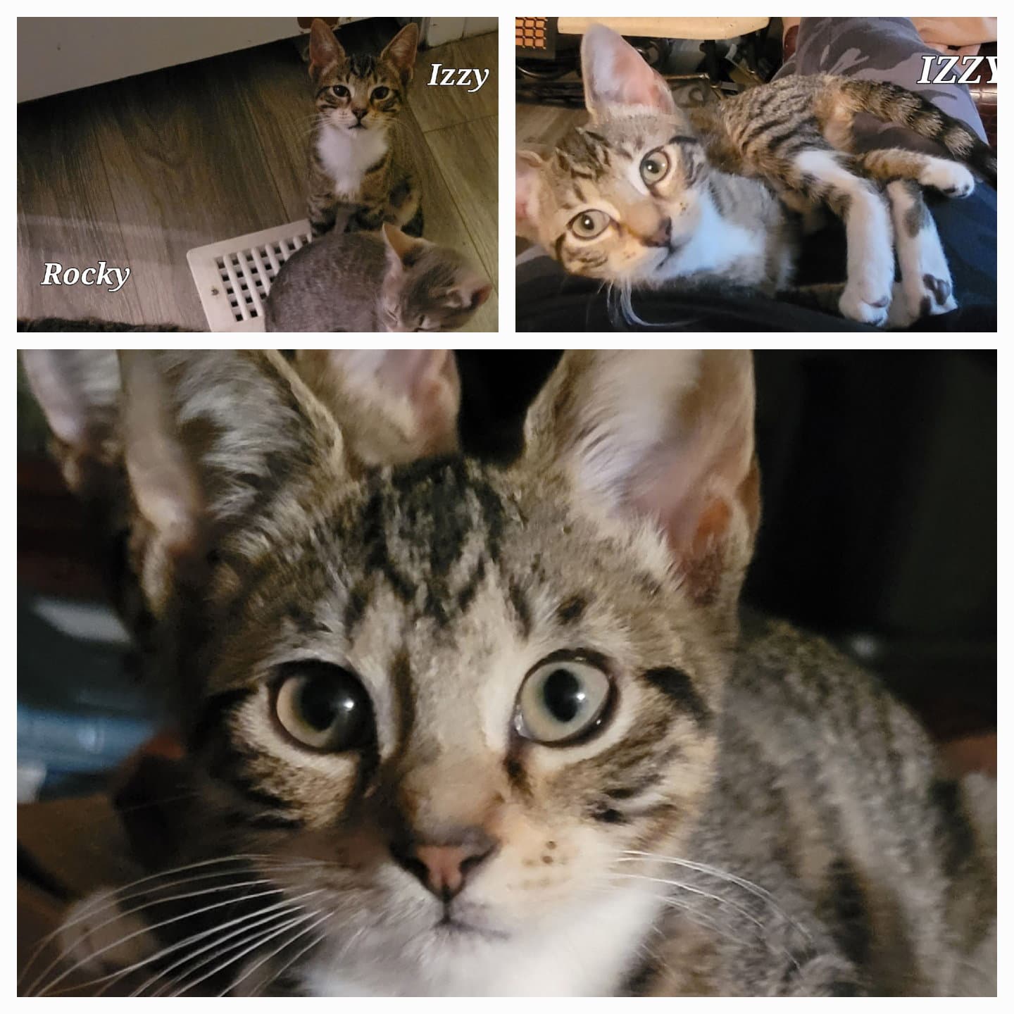 Izzy - Cp - Tabby
