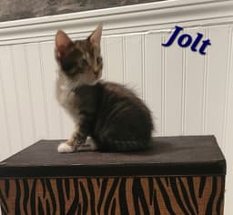 Jolt - Cp image 2