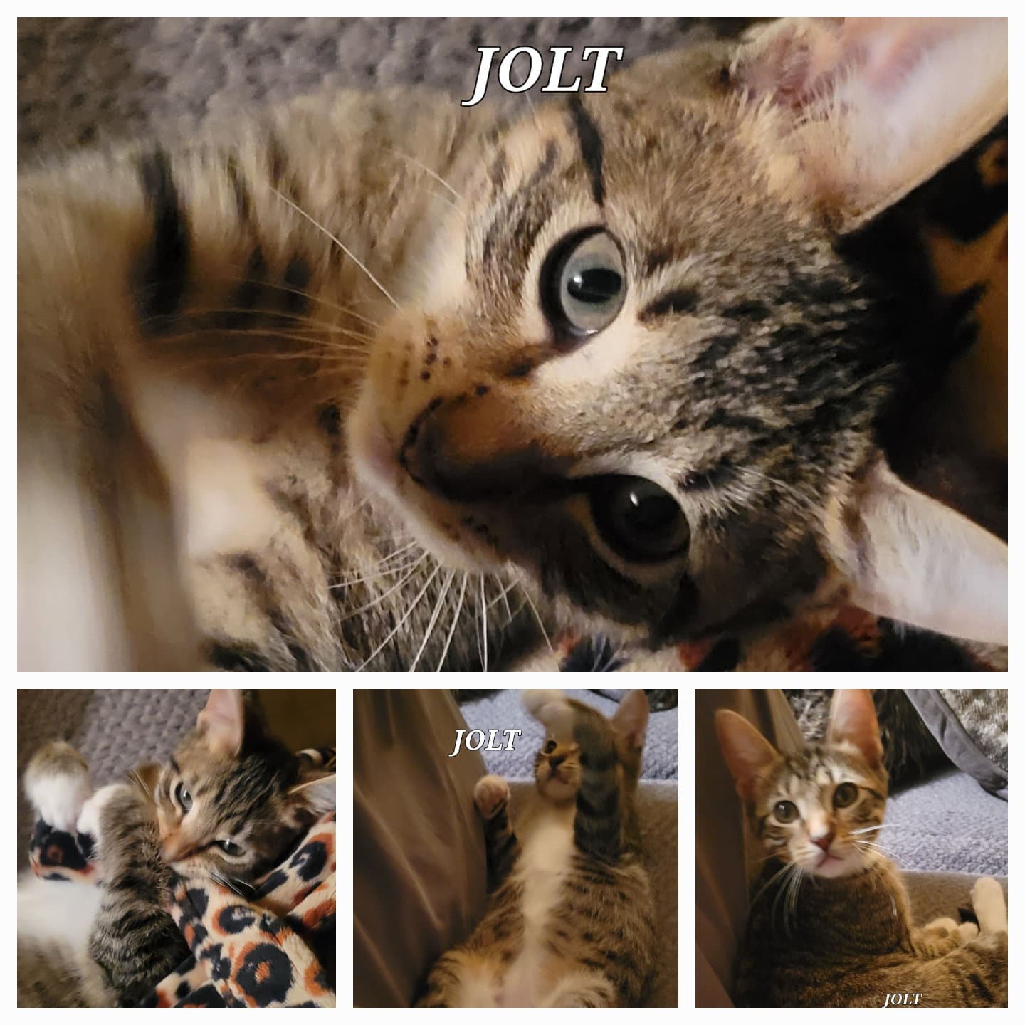 Jolt - Cp - Tabby
