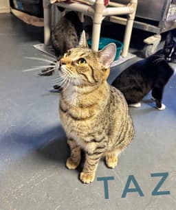 Taz- Cchs image 3