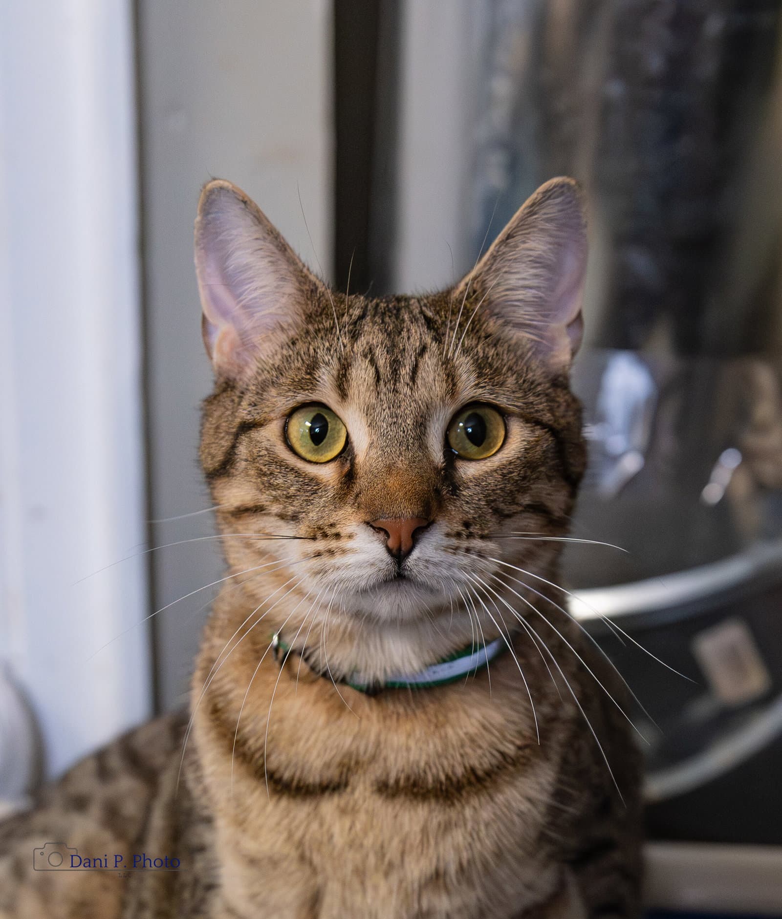 Taz- Cchs - Tabby
