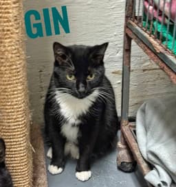 Gin - Cchs image 2