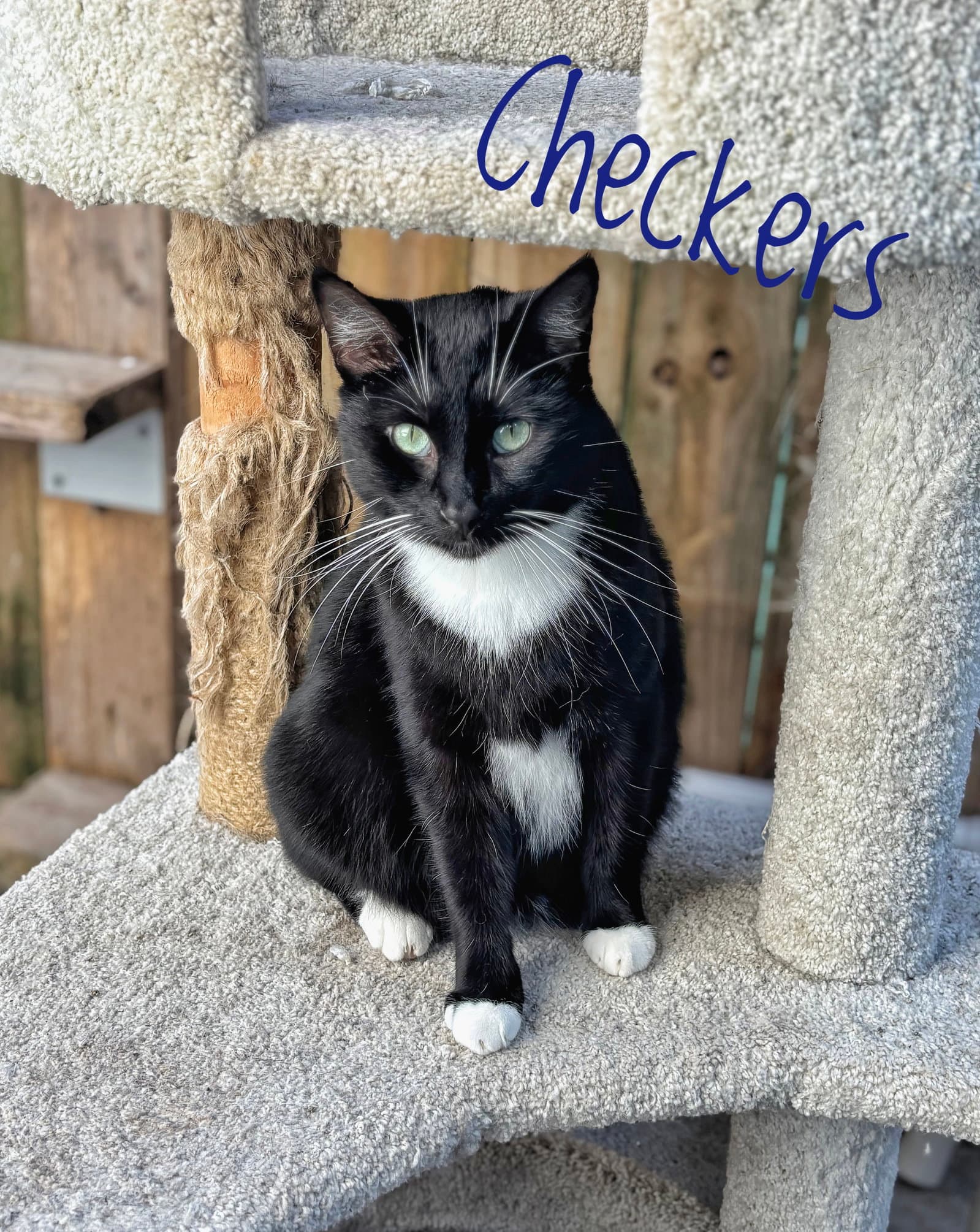 Checkers - Cchs - Tuxedo