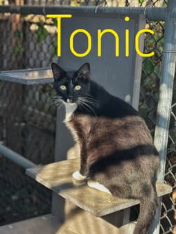 Tonic - Cchs image 1