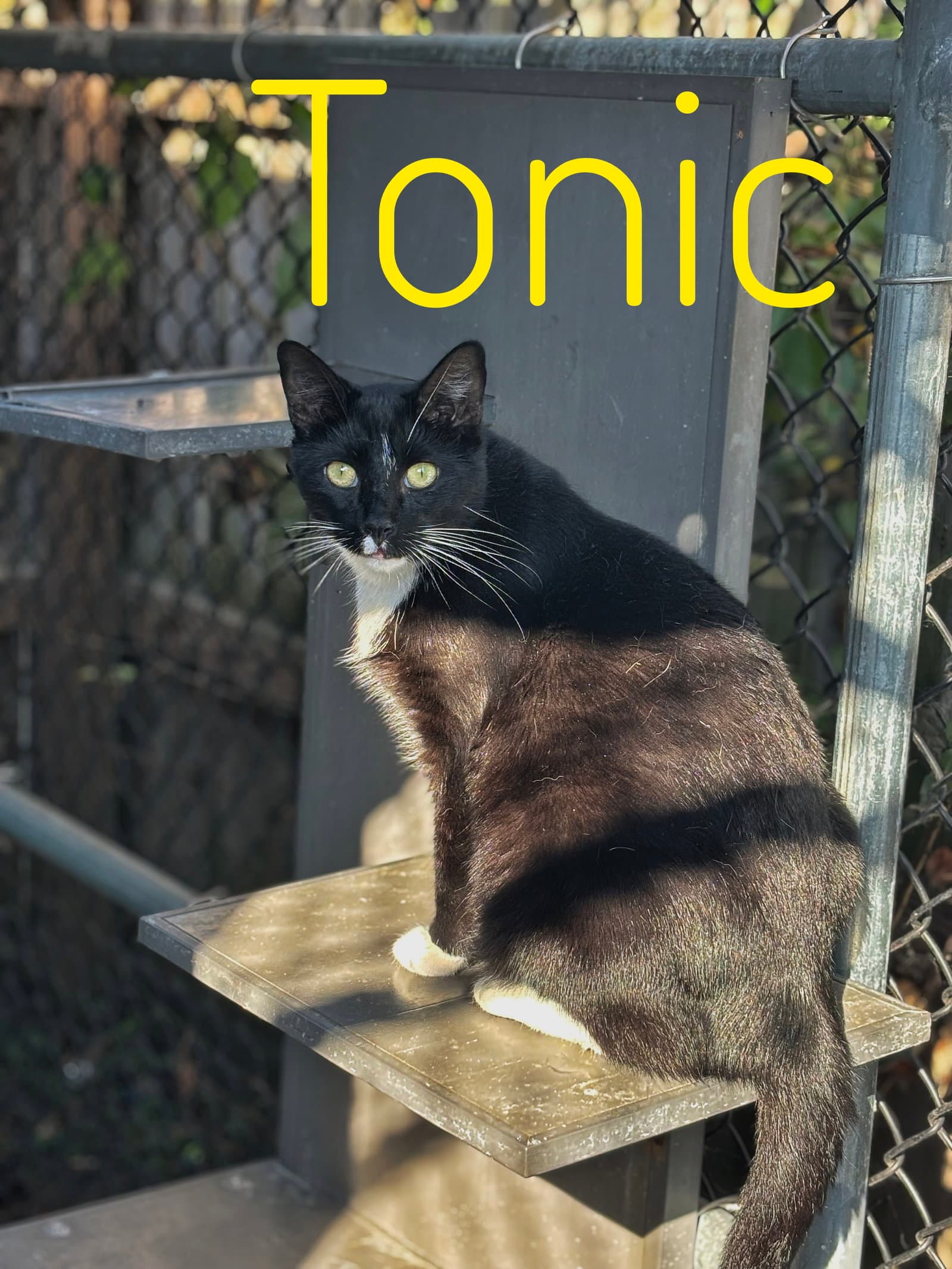 Tonic - Cchs - Tuxedo