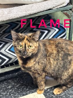Flame - Cchs image 1