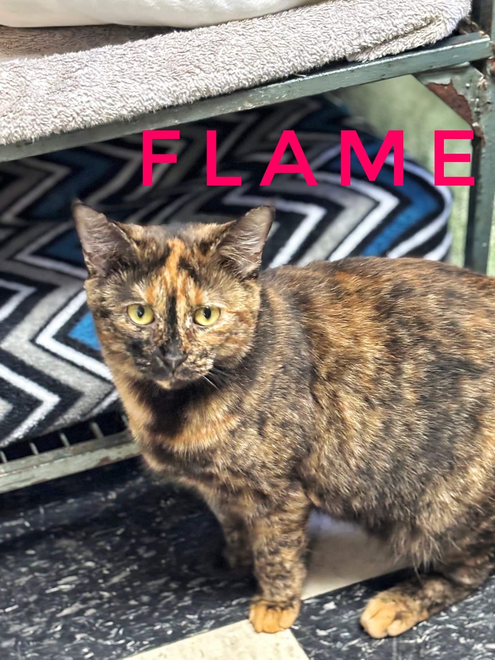 Flame - Cchs - Tortoiseshell