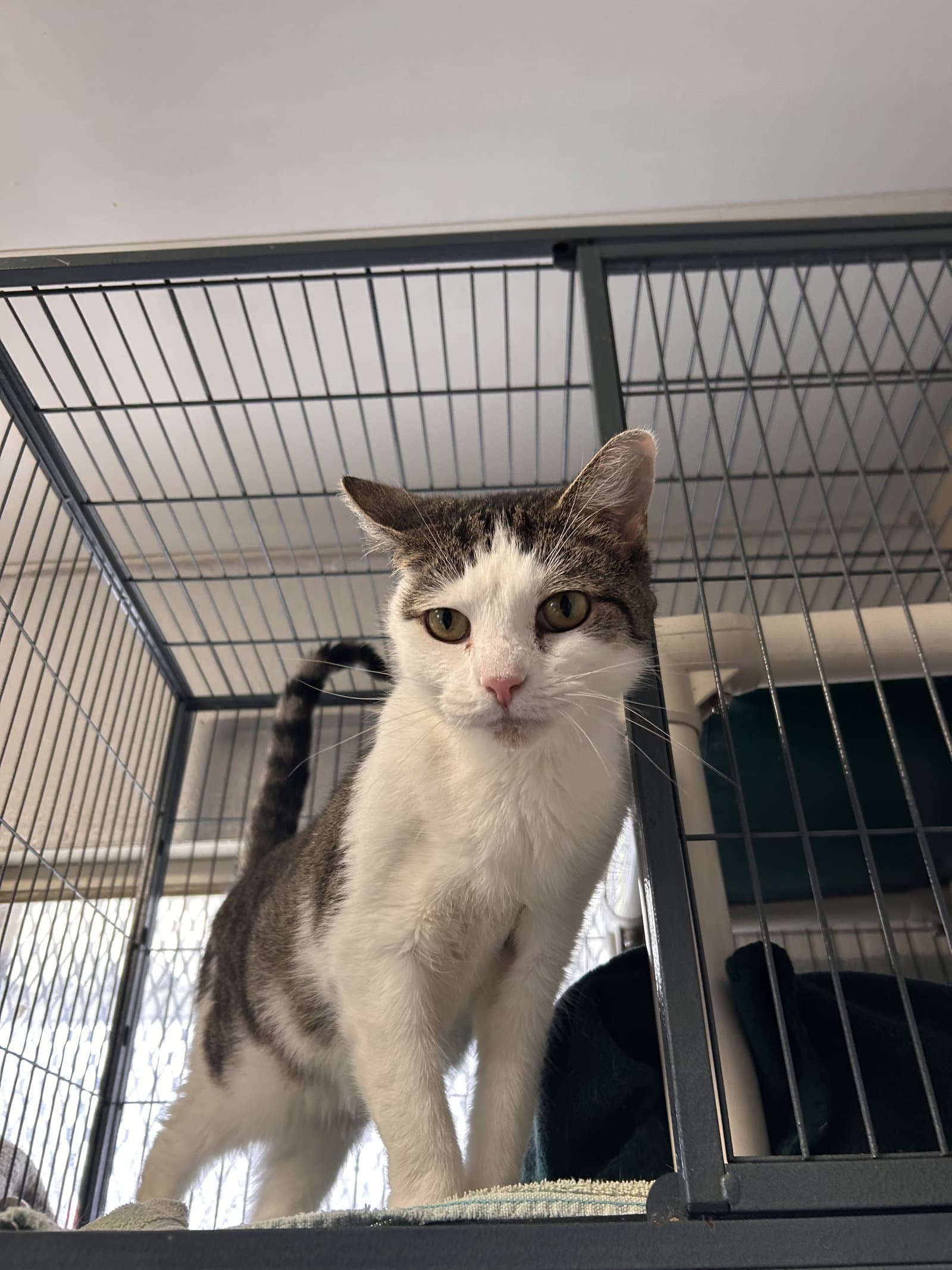 Misty Cchs - Domestic Short Hair