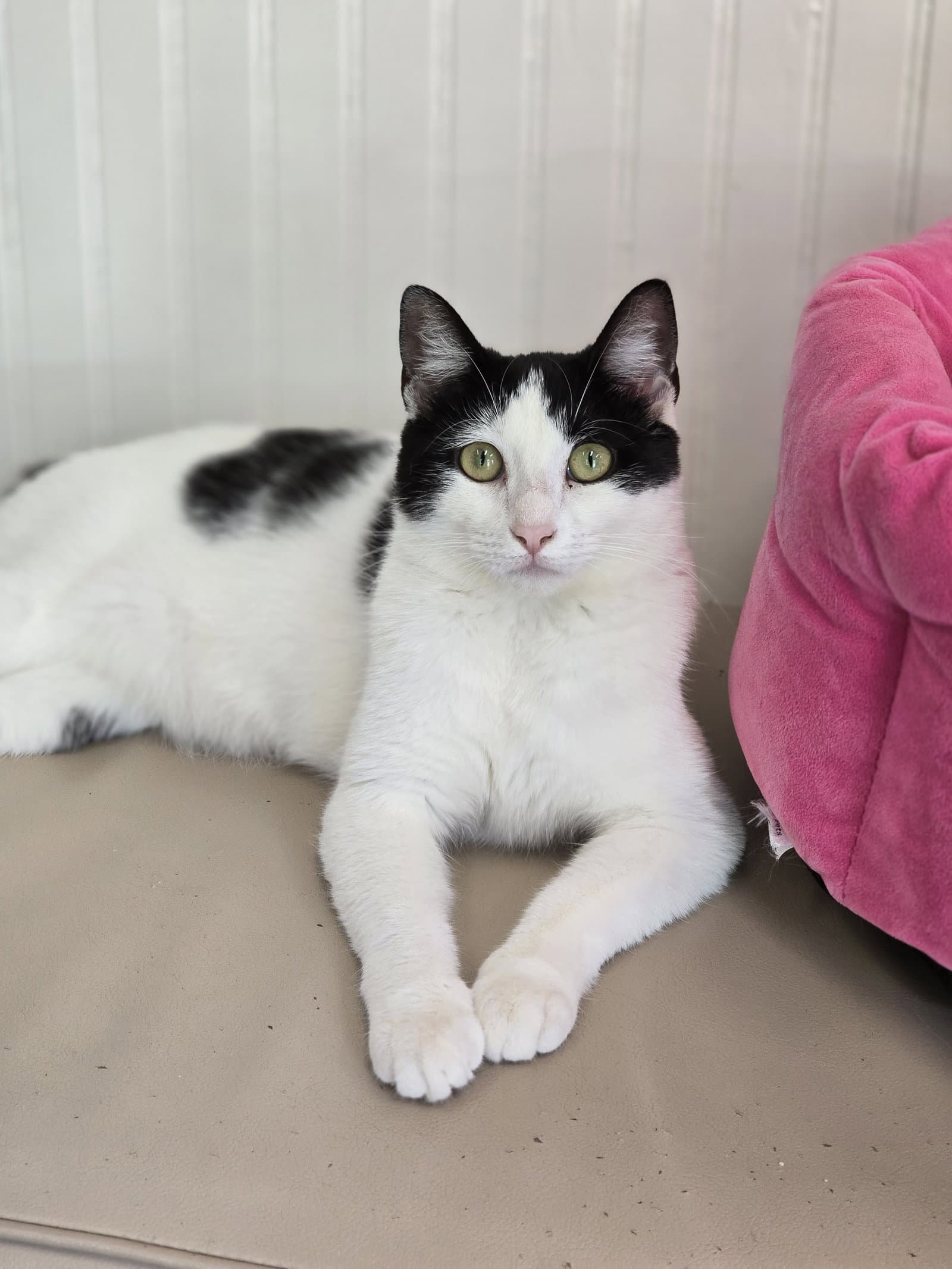 Kiara - Domestic Short Hair