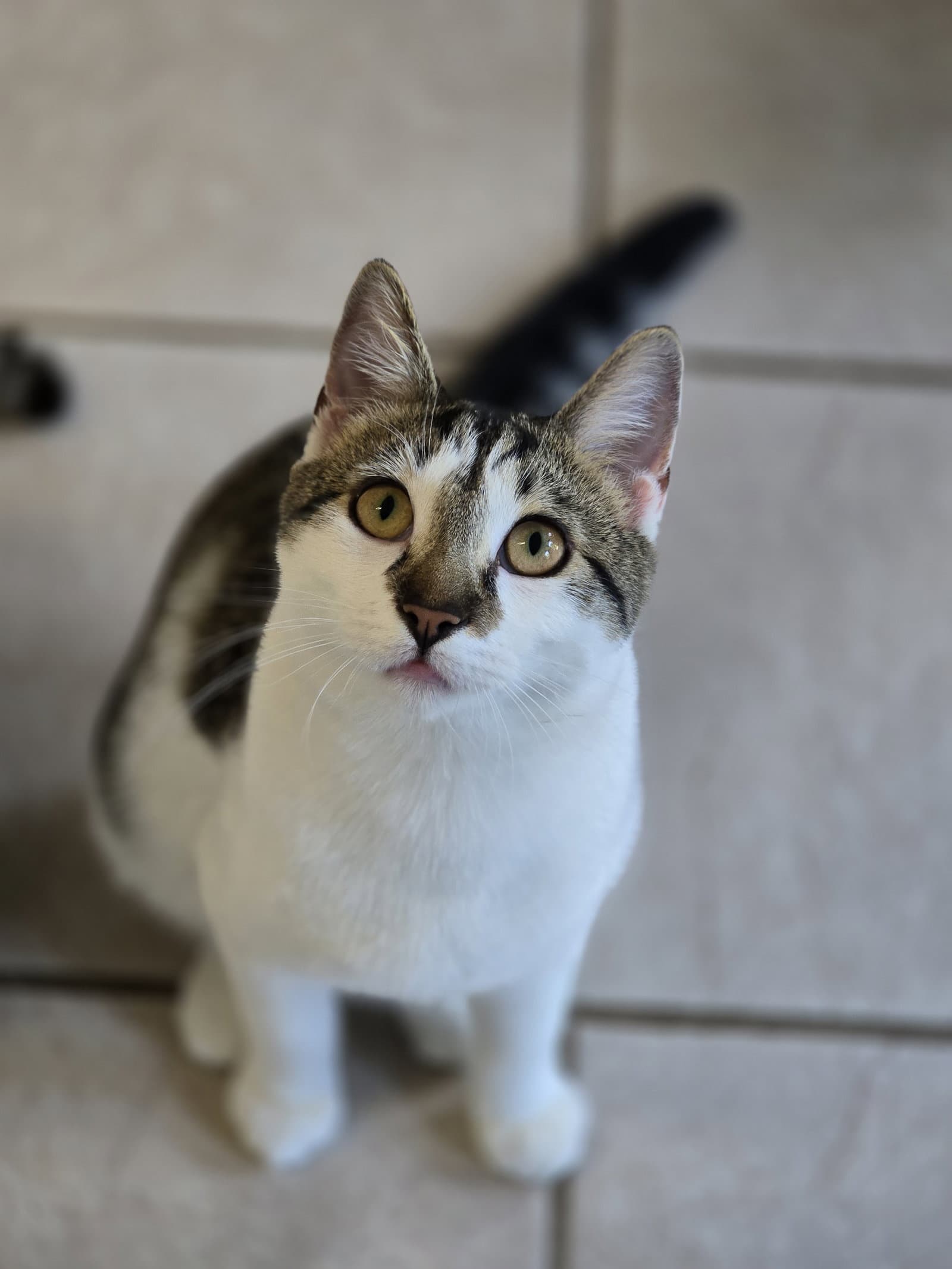 Kion - Domestic Short Hair