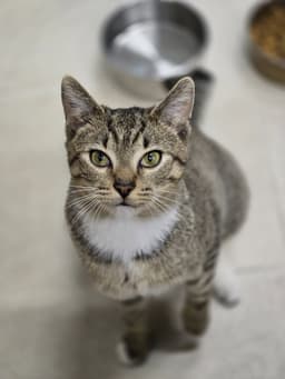 Kovu image 3