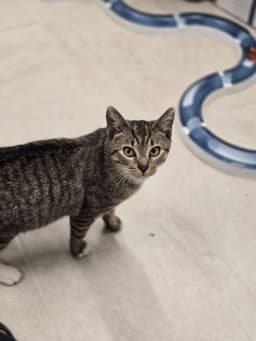 Kovu image 4