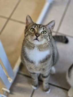 Kovu image 1