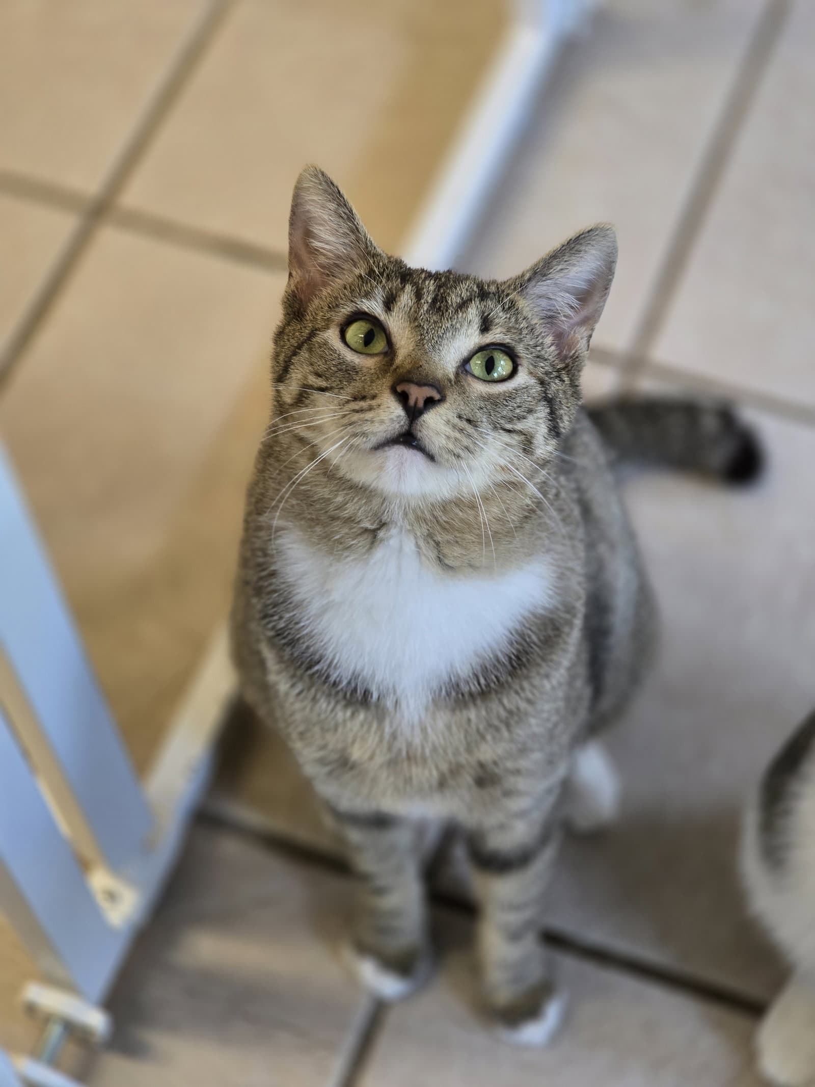 Kovu - Domestic Short Hair
