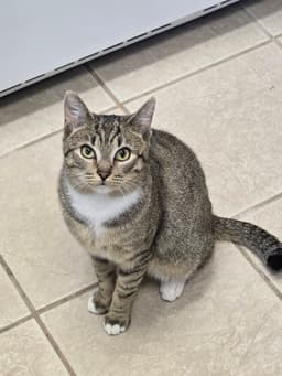 Kovu image 2