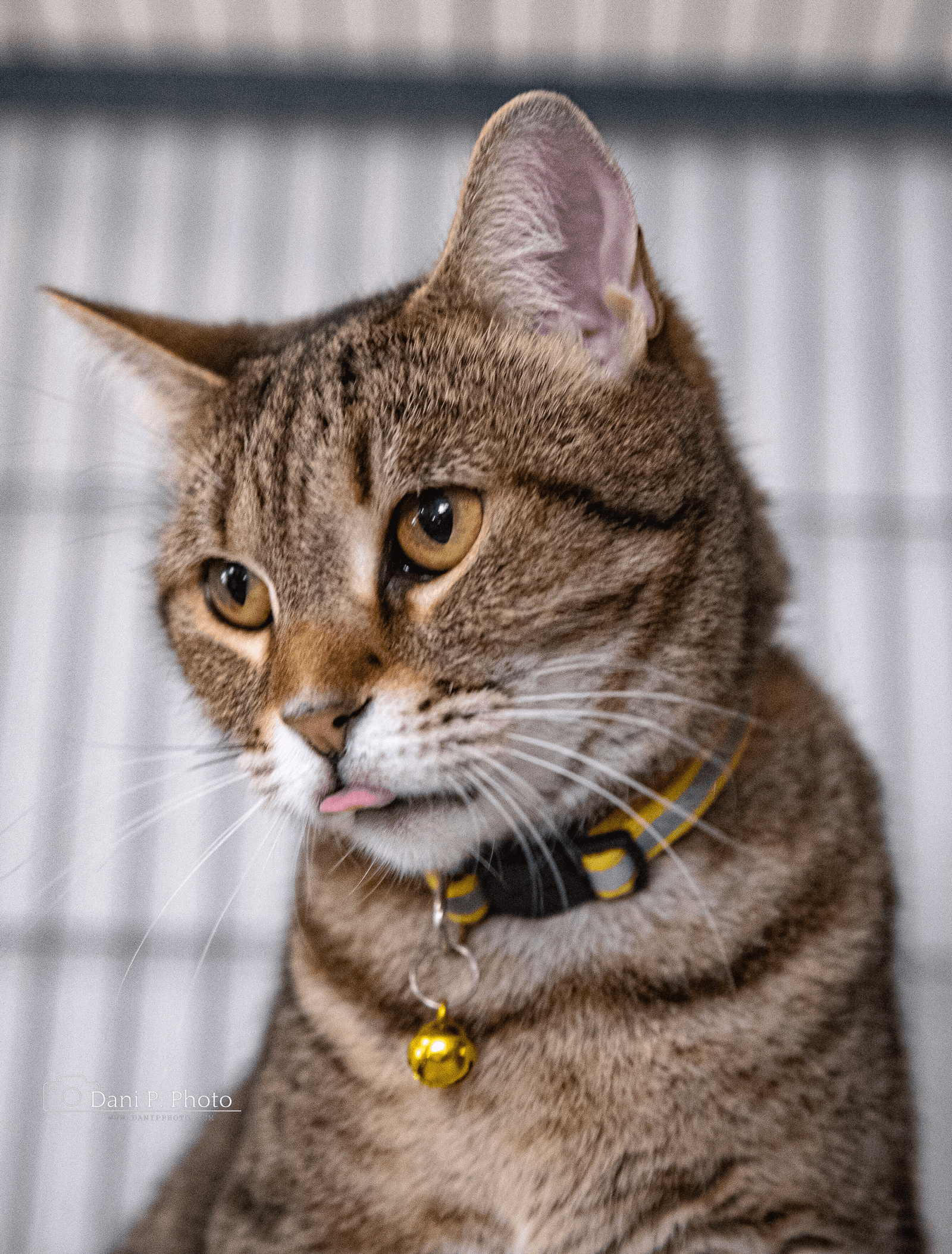 Violet - Cchs - Tabby