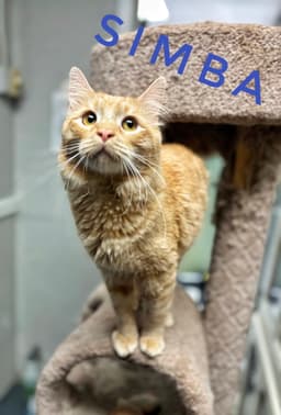 Simba - Cchs image 4