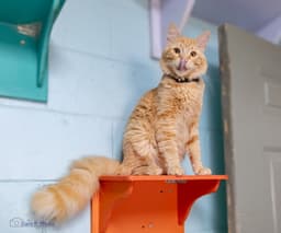 Simba - Cchs image 2
