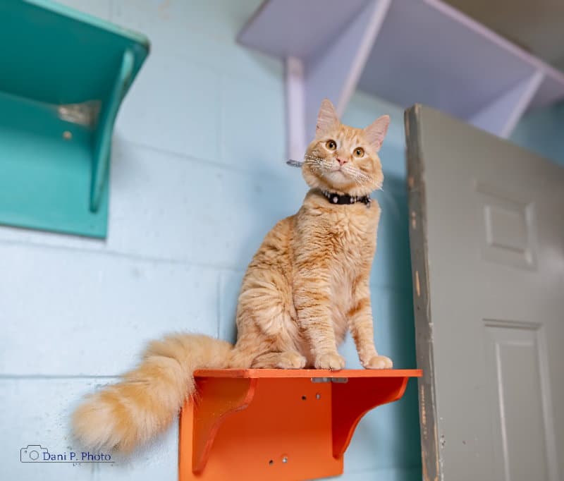 Simba - Cchs - Domestic Long Hair