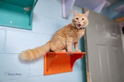 Simba - Cchs image 3
