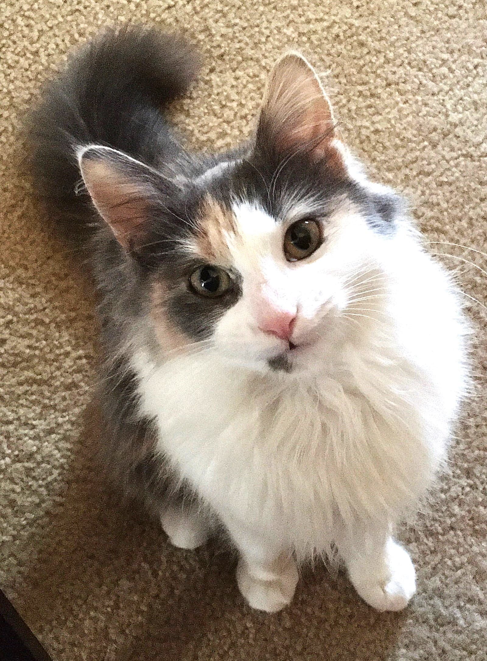Glamour Cp - Dilute Calico