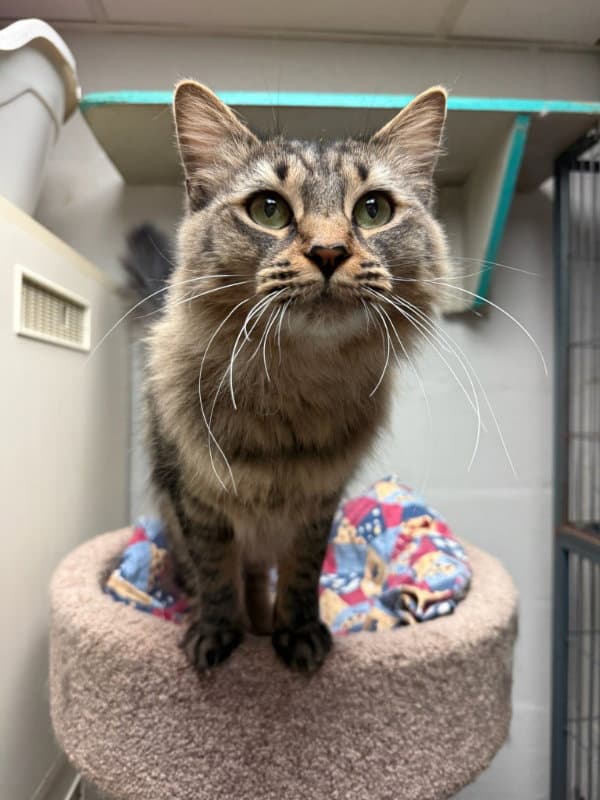 Eloise Cchs - Maine Coon