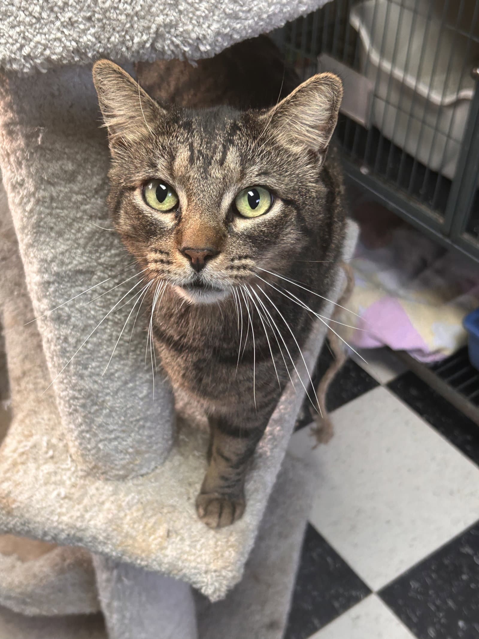 Toast Cchs - Tabby